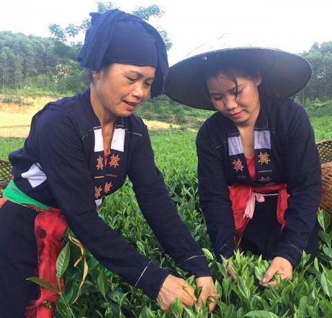 HTX chè An Toàn Khe Cốc ưu tiên sản xuất chè hữu cơ