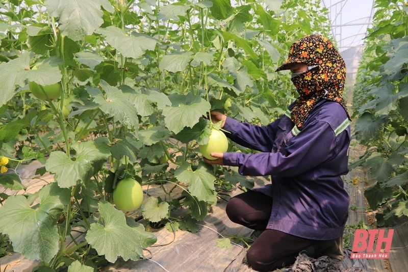 Thanh Hoá: Yên Định phát triển sản phẩm OCOP đẩy mạnh kinh tế nông thôn