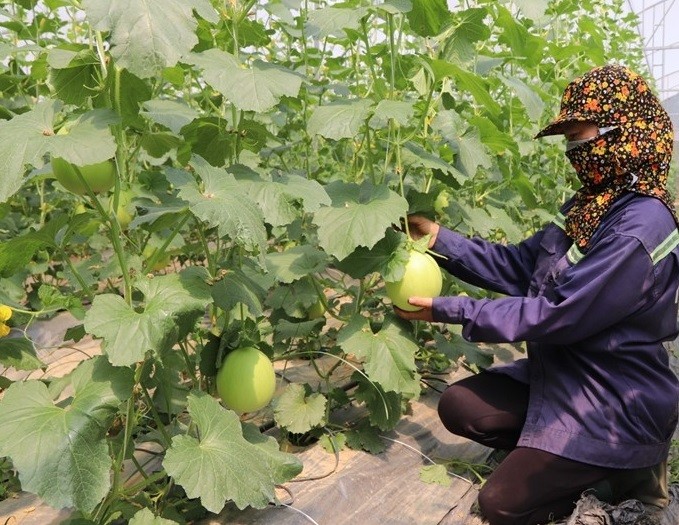 sản phẩm OCOP Dưa vàng Viên Hương xã Định Hòa sản phẩm OCOP Dưa vàng Viên Hương xã Định Hòa