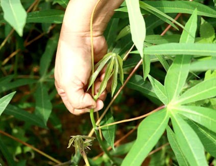 Công nghệ số chìa khóa mở cánh cửa nông nghiệp hiện đại