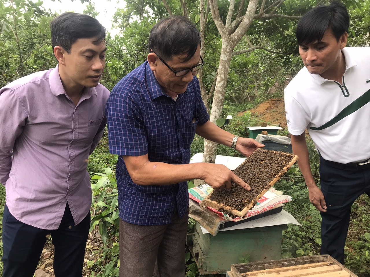 Xây dựng sản phẩm OCOP từ mô hình nuôi ong lấy mật