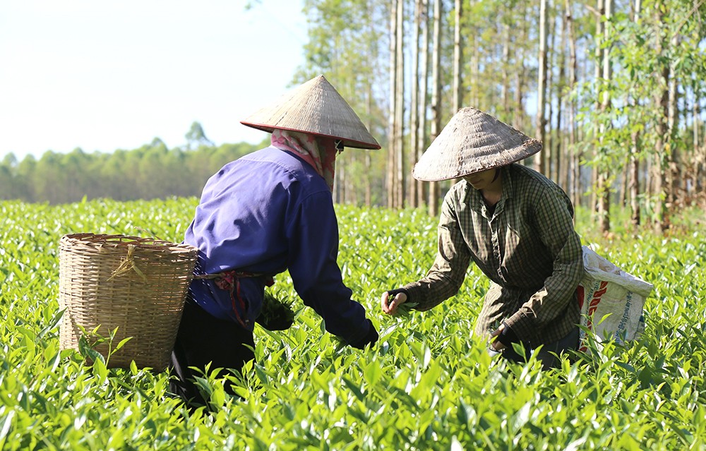 Đưa hương vị chè Đá Hen vào sản phẩm OCOP
