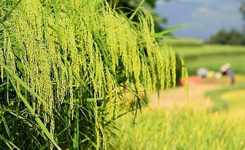 gio thoi mua thu huong com moi