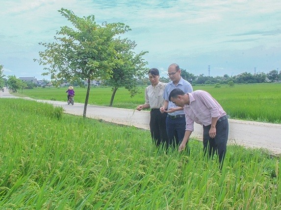 Vùng nguyên liệu sản xuất gạo Vân Đài bằng giống lúa Japonica đã đạt chứng nhận sản phẩm OCOP 3 sao và xuất khẩu thành công sang thị trường Nhật Bản.