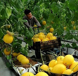 thanh hoa hop tac xa phat trien nho chu trong chuong trinh moi xa mot san pham ocop