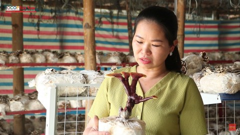 trien vong tu mo hinh trong nam linh chi do
