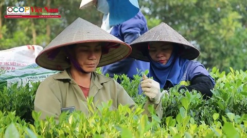 htx che hao dat ocop 4 sao khang dinh thuong hieu