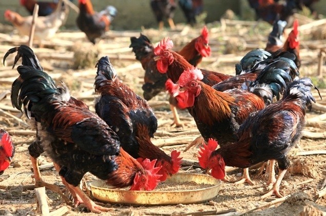 Ba Vì: Xây dựng sản phẩm OCOP từ thế mạnh địa phương