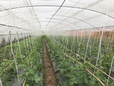 vinh phuc phat trien kinh te tu the manh dia phuong gan voi xay dung nong thon moi