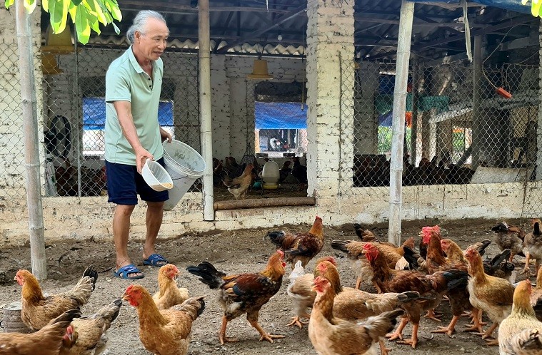 Gà được nuôi bằng thảo dược giúp giảm chi phí và cho chất lượng thịt thơm ngon hơn. Gà được nuôi bằng thảo dược giúp giảm chi phí và cho chất lượng thịt thơm ngon hơn.