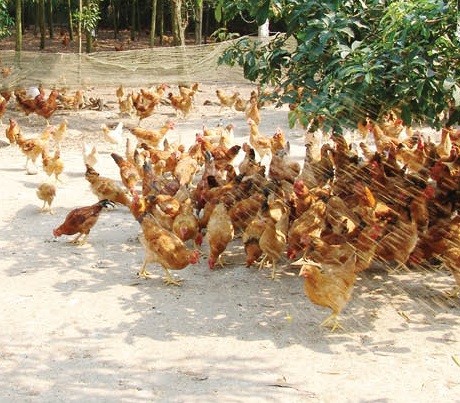 Hải Dương: Xây dựng thương hiệu OCOP “gà thảo dược Cẩm Hoàng”
