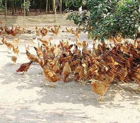 Hải Dương: Xây dựng thương hiệu OCOP “gà thảo dược Cẩm Hoàng”