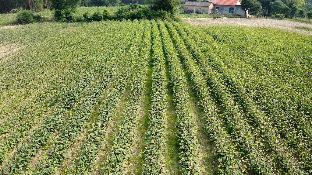 Thừa Thiên Huế: Khai thác tiềm năng cây 