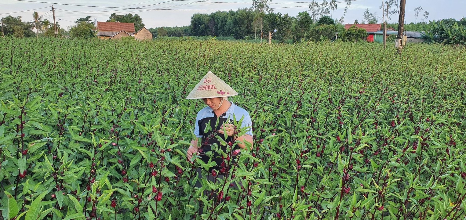 Thừa Thiên Huế: Khai thác tiềm năng cây 