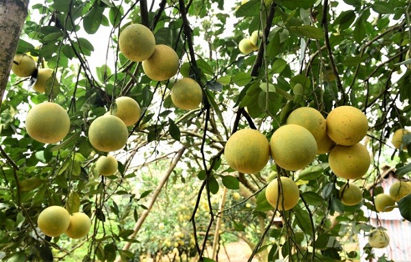 Hà Nội: Sản phẩm OCOP - Nâng cao giá trị nông sản, làng nghề