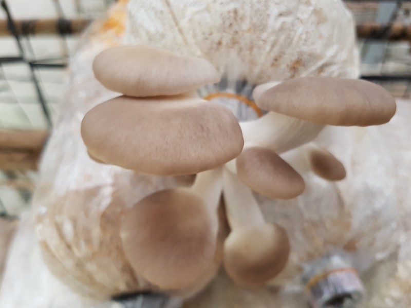 Nấm bào ngư Hà Tường - Hướng đến sản phẩm OCOP