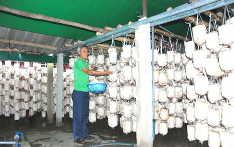 Ông Nguyễn Tường vừa hái nấm vừa giới thiệu về mô hình