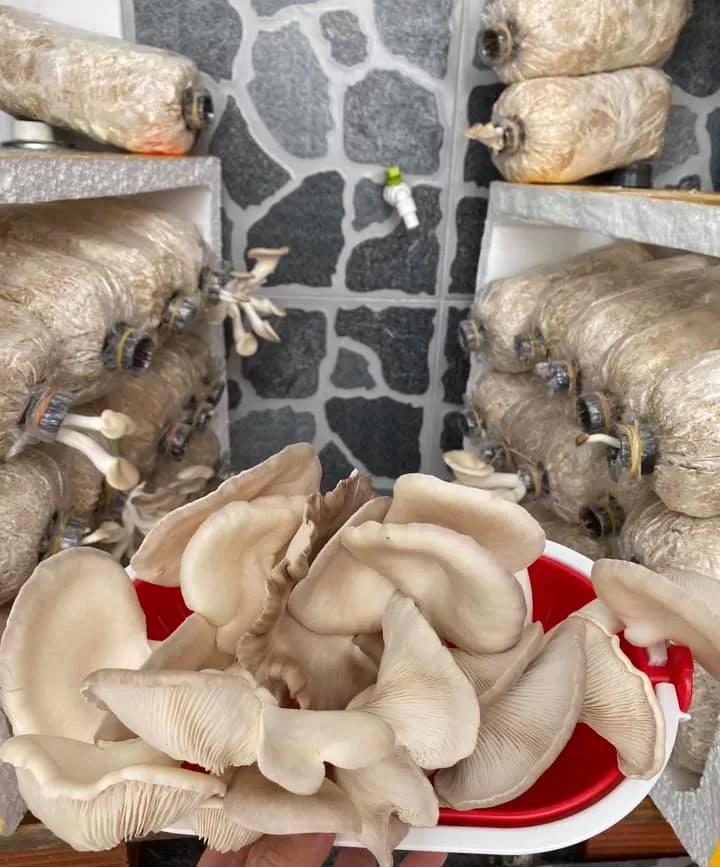 Nấm bào ngư Hà Tường - Hướng đến sản phẩm OCOP