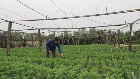 xa an dung duc tho ha tinh trong hoa tet nguoi dan khoac ao moi cho lang que