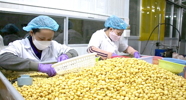 Quy trình chế biến hạt sen sấy của Công ty TNHH MTV Nam Huy Đồng Tháp khép kín từ khâu đầu vào đến đầu ra Quy trình chế biến hạt sen sấy của Công ty TNHH MTV Nam Huy Đồng Tháp khép kín từ khâu đầu vào đến đầu ra