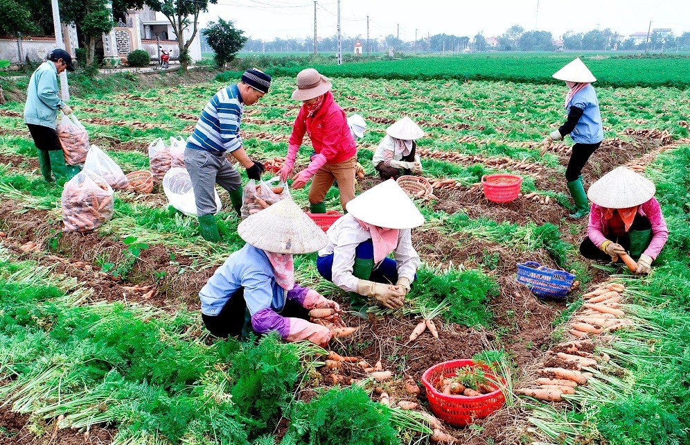 Đặc sắc sản vật OCOP Hải Dương