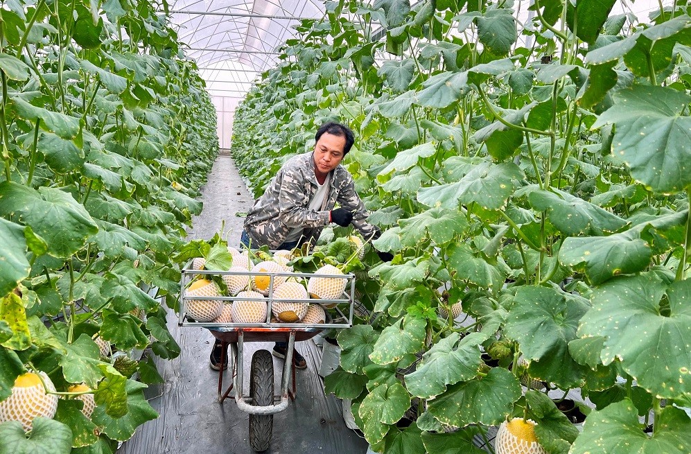 Đặc sắc sản vật OCOP Hải Dương