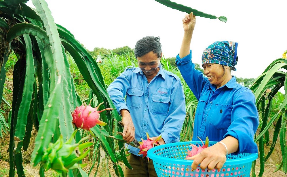 Đặc sắc sản vật OCOP Hải Dương