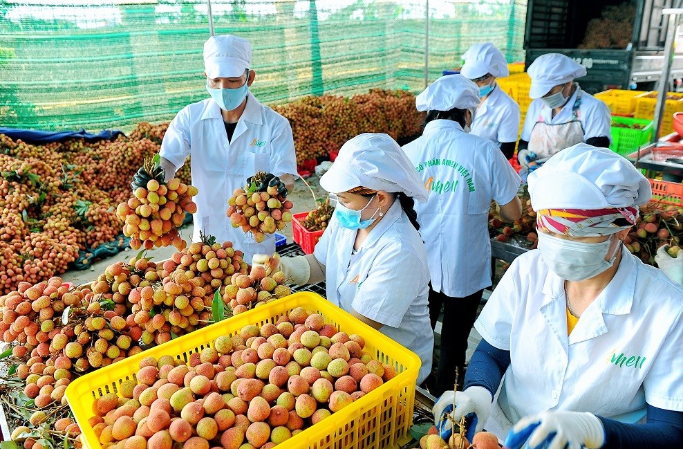 Đặc sắc sản vật OCOP Hải Dương