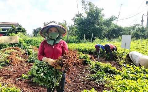 Lạc sen Nghệ An đạt chuẩn 4 sao OCOP