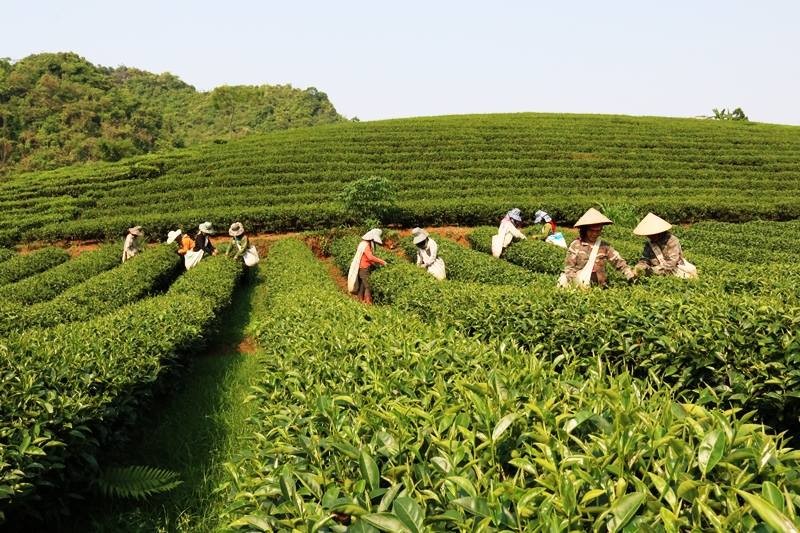 Thuận Châu: 150 cán bộ, chủ thể tham gia tập huấn Chương trình “Mỗi xã một sản phẩm” OCOP năm 2024 Thuận Châu: 150 cán bộ, chủ thể tham gia tập huấn Chương trình “Mỗi xã một sản phẩm” OCOP năm 2024