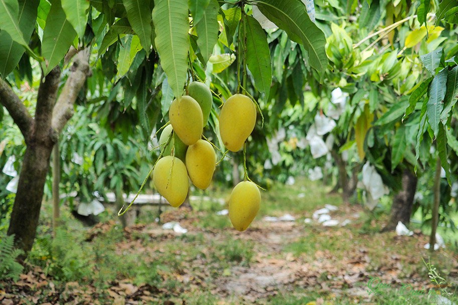 Xây dựng thương hiệu riêng cho xoài cát chu Cầu Kè