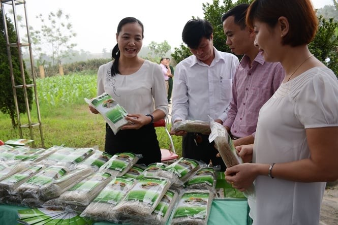 Sản phẩm OCOP 4 sao của làng nghề sản xuất miến đao Giới Phiên Sản phẩm OCOP 4 sao của làng nghề sản xuất miến đao Giới Phiên