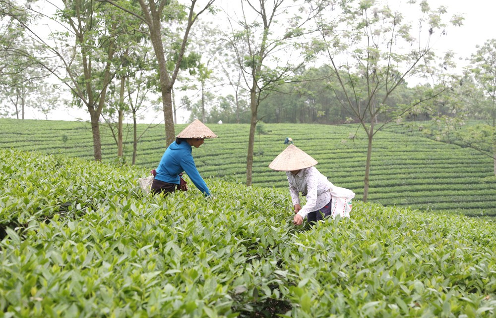 Thưởng thức chè đạt chuẩn OCOP tại làng nghề chè Phú Thịnh