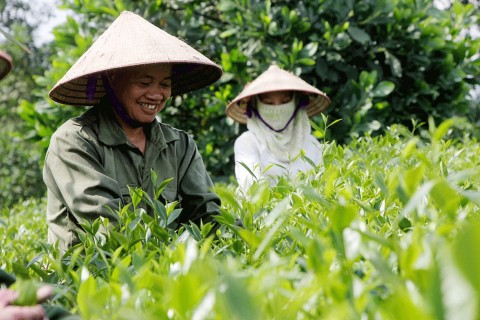 Thưởng thức chè đạt chuẩn OCOP tại làng nghề chè Phú Thịnh