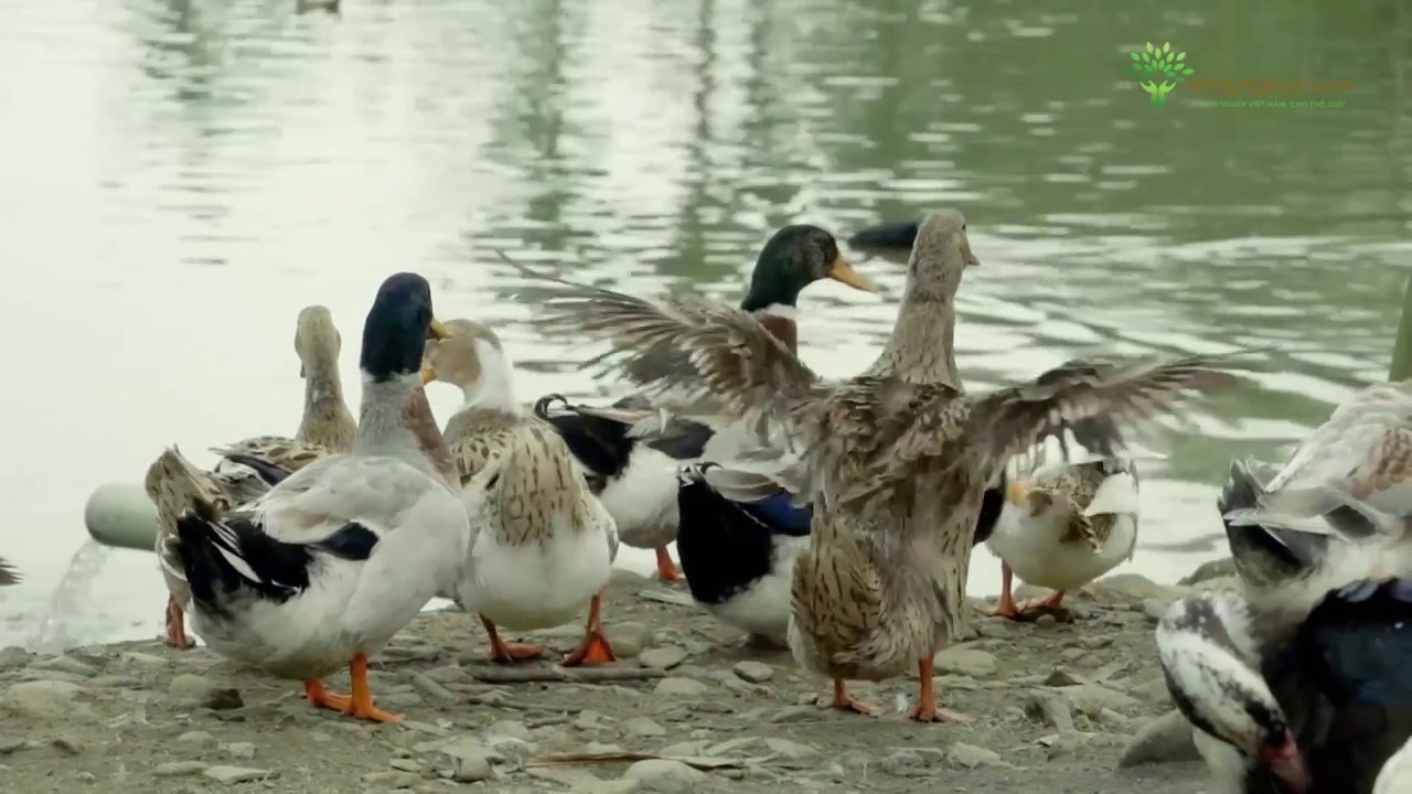 Thanh Hoá: Hiệu quả kinh tế cao từ mô hình nuôi vịt theo hướng hàng hoá Thanh Hoá: Hiệu quả kinh tế cao từ mô hình nuôi vịt theo hướng hàng hoá