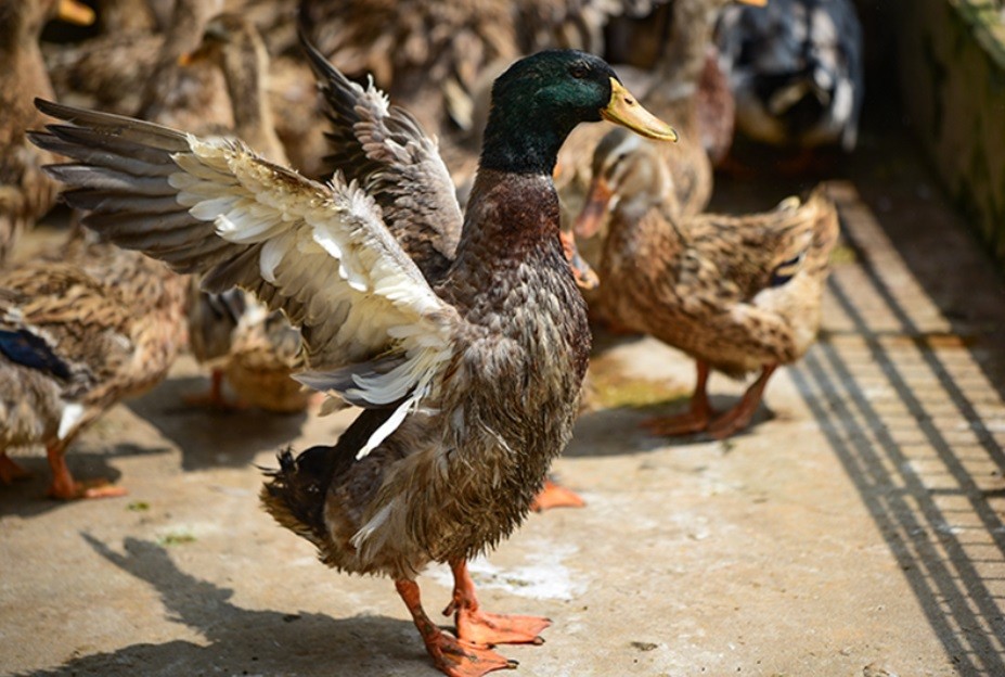 Thanh Hoá: Hiệu quả kinh tế cao từ mô hình nuôi vịt theo hướng hàng hoá Thanh Hoá: Hiệu quả kinh tế cao từ mô hình nuôi vịt theo hướng hàng hoá