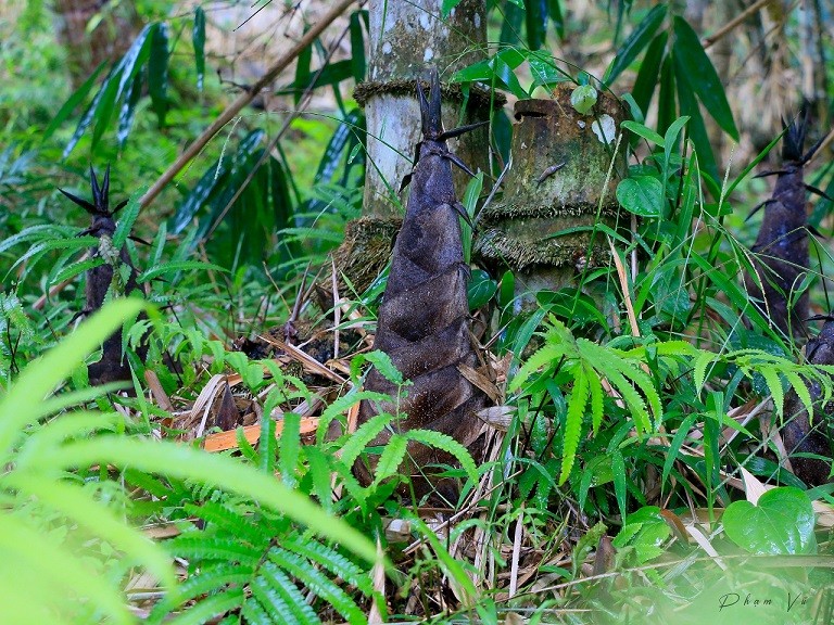 Măng tre Mạnh Tông – Đặc sản núi Cấm