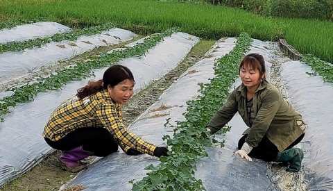 Khởi nghiệp mô hình rau an toàn cho phụ nữ ở Phú Thọ