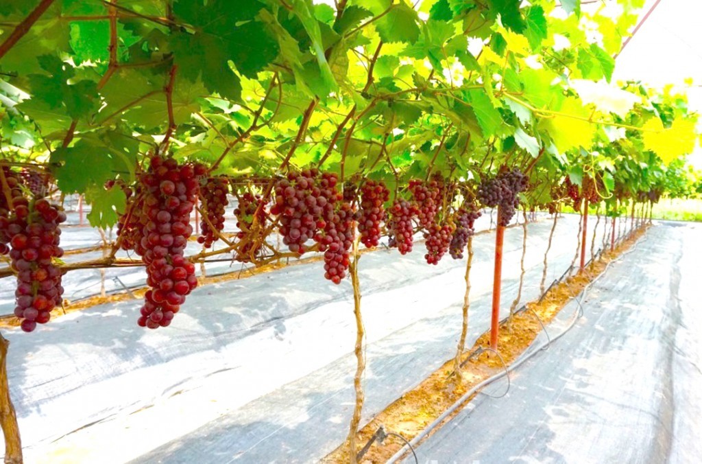 Mô hình trồng nho hạ đen ở Đan Phượng mang lại hiệu quả kinh tế cao. Ảnh Bảo Thoa Mô hình trồng nho hạ đen ở Đan Phượng mang lại hiệu quả kinh tế cao. Ảnh Bảo Thoa