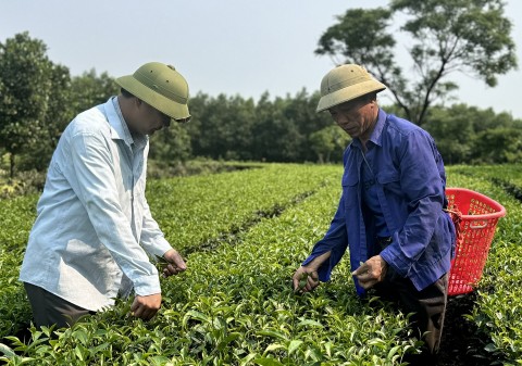 Xây dựng vùng chè hơn 500ha theo hướng VietGAP ở huyện Kỳ Anh