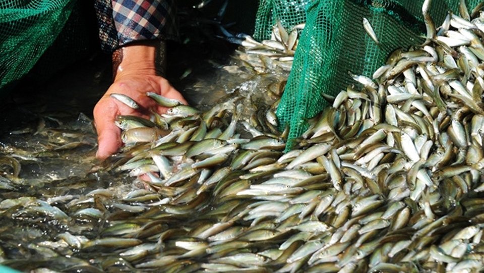 Đậm đà hương vị nước mắm nhỉ cá linh Thanh Tuyền Đậm đà hương vị nước mắm nhỉ cá linh Thanh Tuyền