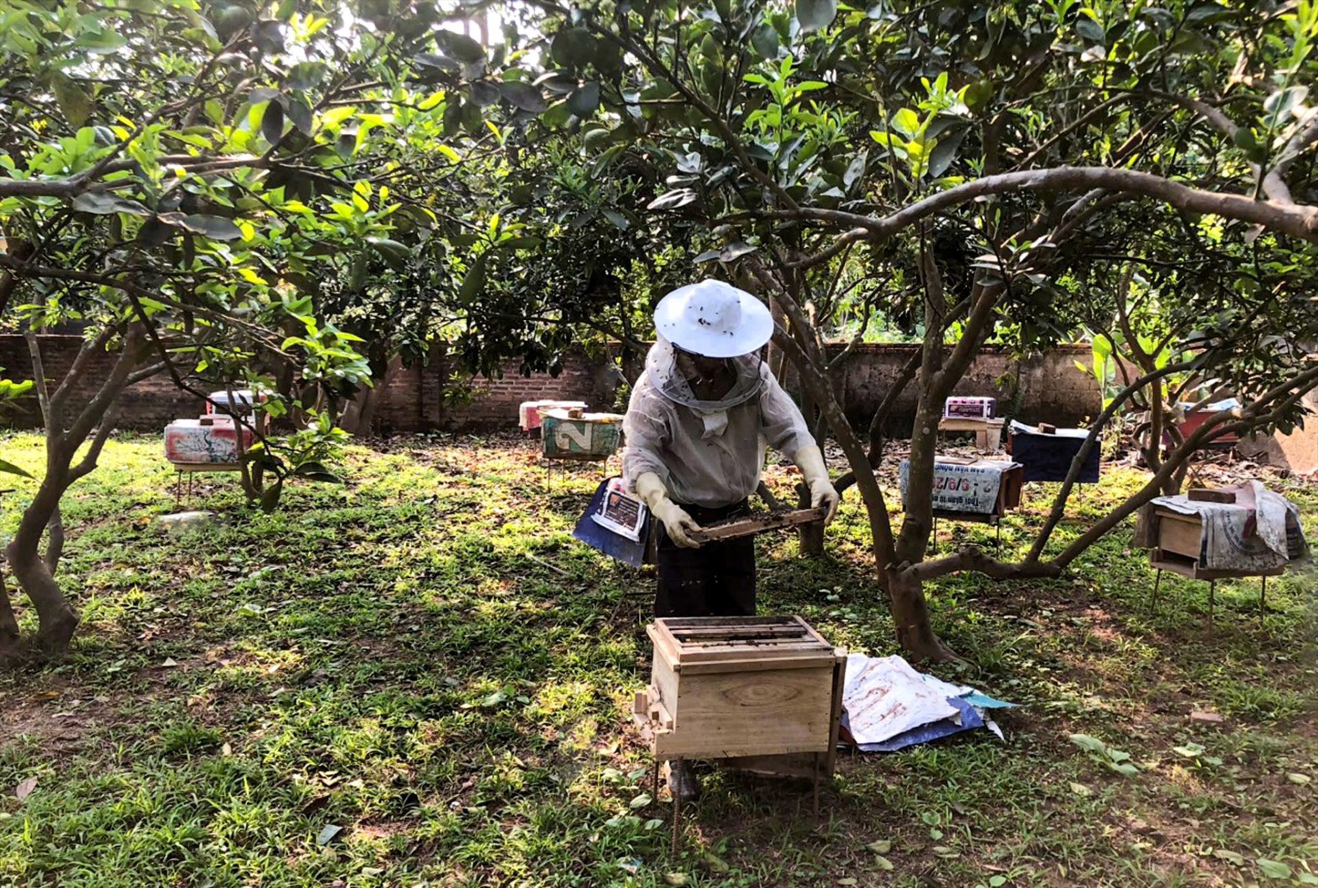 Nghề nuôi ong lấy mật ở Thọ Văn có sản phẩm chất lượng OCOP 3 sao Nghề nuôi ong lấy mật ở Thọ Văn có sản phẩm chất lượng OCOP 3 sao