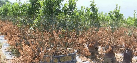 hung yen lang nghe cay canh anh huong nang sau mua lu