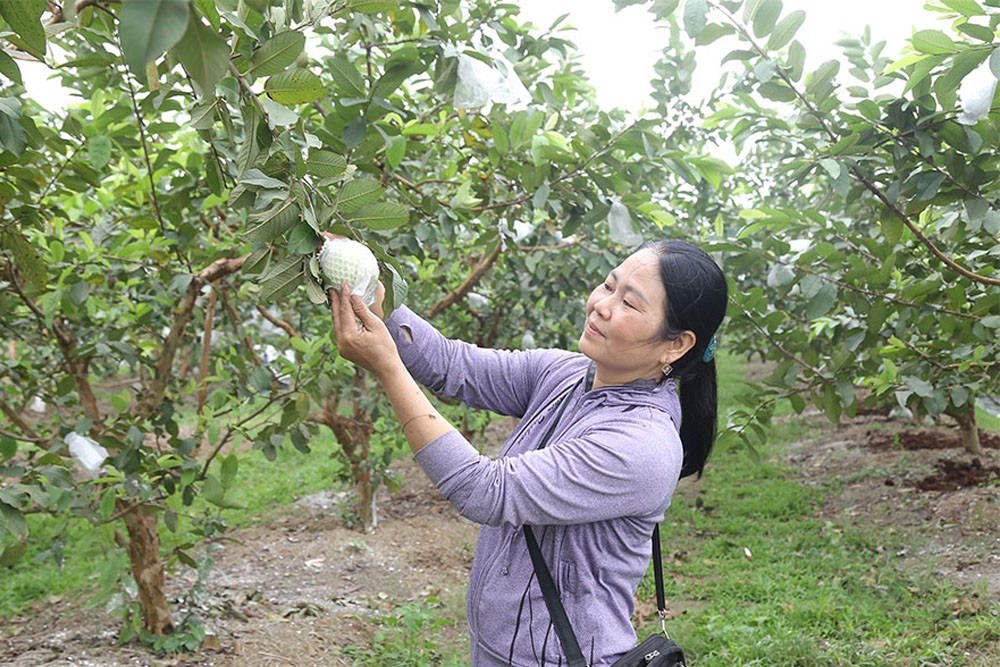 Hà Nam: Nâng cao giá trị sản phẩm ổi OCOP