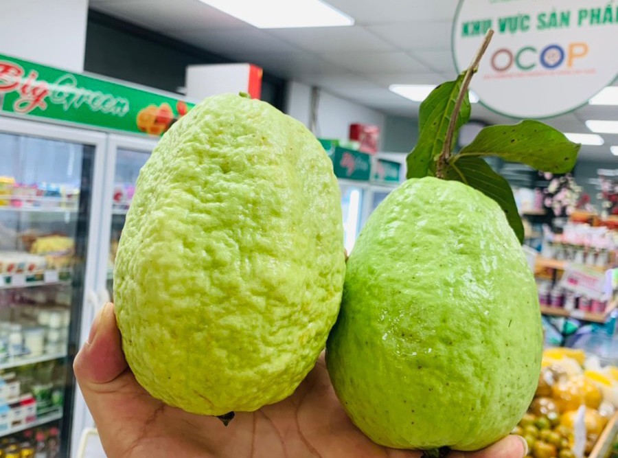 Hà Nam: Nâng cao giá trị sản phẩm ổi OCOP