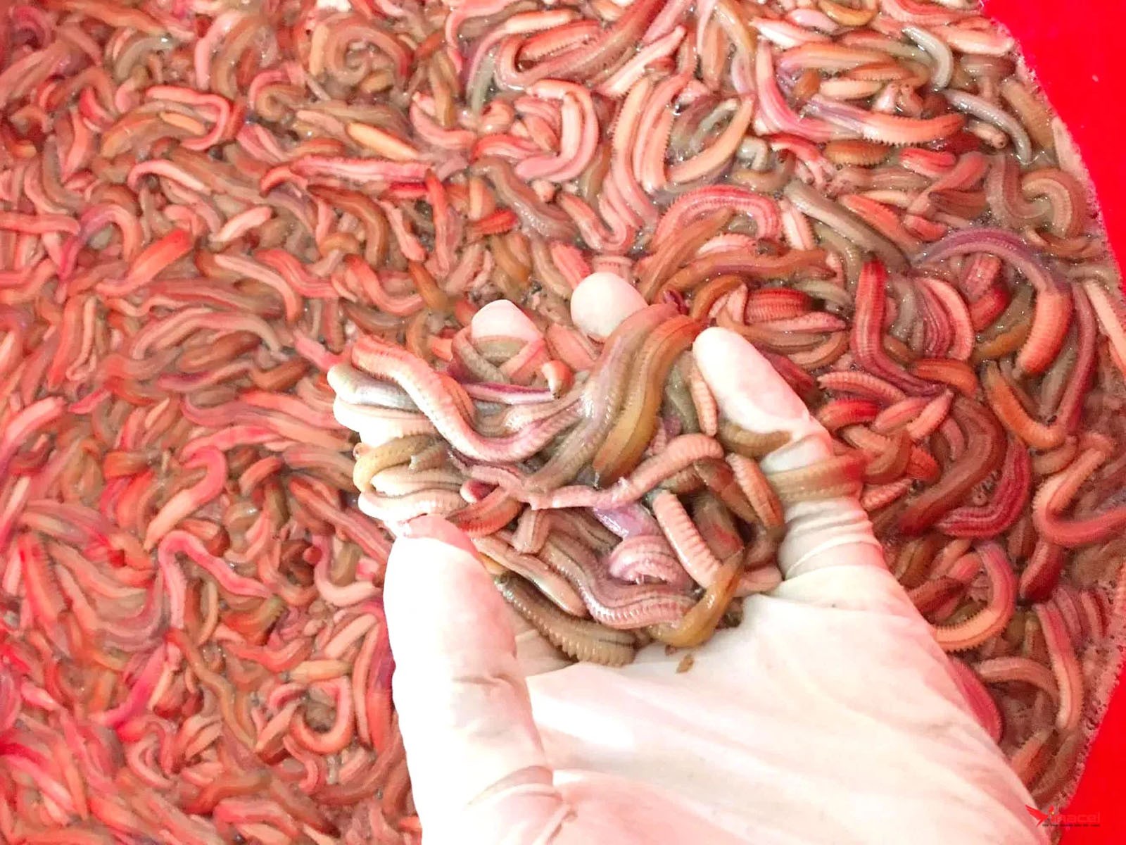 Specialty “Earth Dragon” Hai Duong Specialty “Earth Dragon” Hai Duong