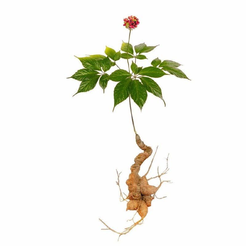 Sản phẩm OCOP Sâm Ngọc Linh từ rừng nguyên sinh vươn ra Quốc tế Sản phẩm OCOP Sâm Ngọc Linh từ rừng nguyên sinh vươn ra Quốc tế