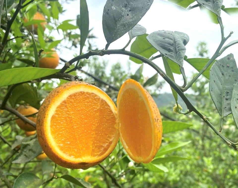 Hợp tác xã 3T Nông sản Cao Phong lên một tầm cao mới với chứng nhận OCOP 4 sao