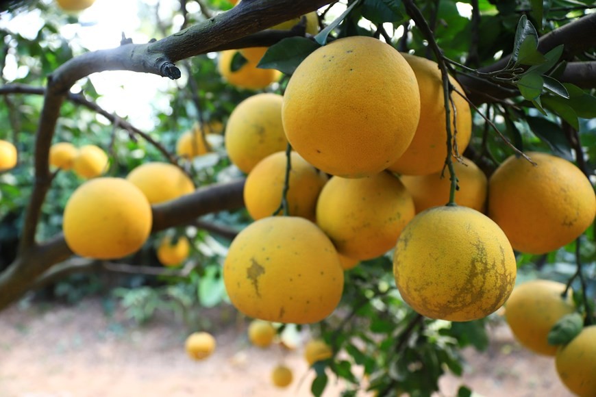 Thuong Mo commune’s yellow shrimp pomelo product was evaluated and ranked “3 stars” Thuong Mo commune’s yellow shrimp pomelo product was evaluated and ranked “3 stars”