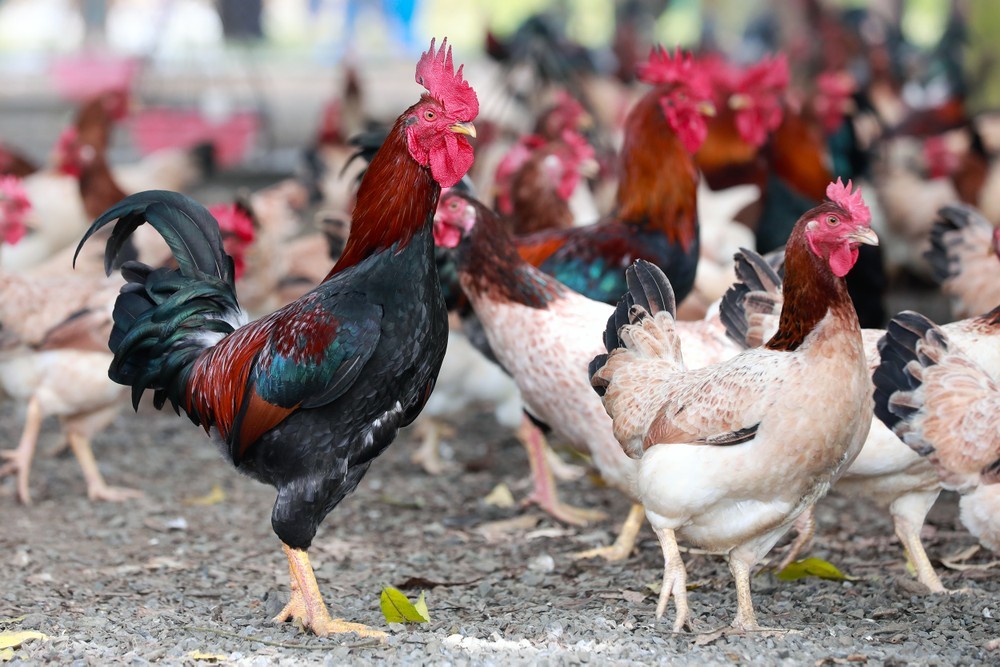 To preserve and develop Sugarcane Chicken farming, Hanoi Department of Agriculture and Rural Development has coordinated with local authorities to build the brand “Son Tay Sugarcane Chicken”, gradually improving the quality of products offered. market. To preserve and develop Sugarcane Chicken farming, Hanoi Department of Agriculture and Rural Development has coordinated with local authorities to build the brand “Son Tay Sugarcane Chicken”, gradually improving the quality of products offered. market.